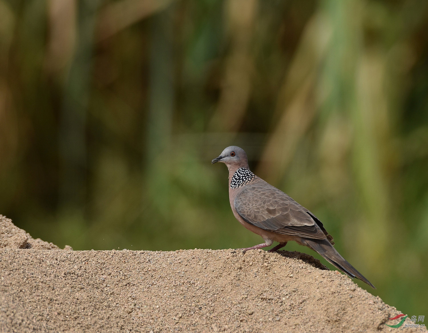 D8I_1368.jpg