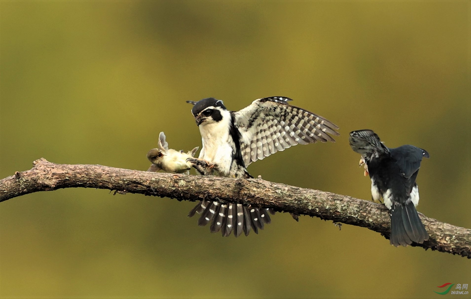 ����С��-׽�� 6719-1.jpg