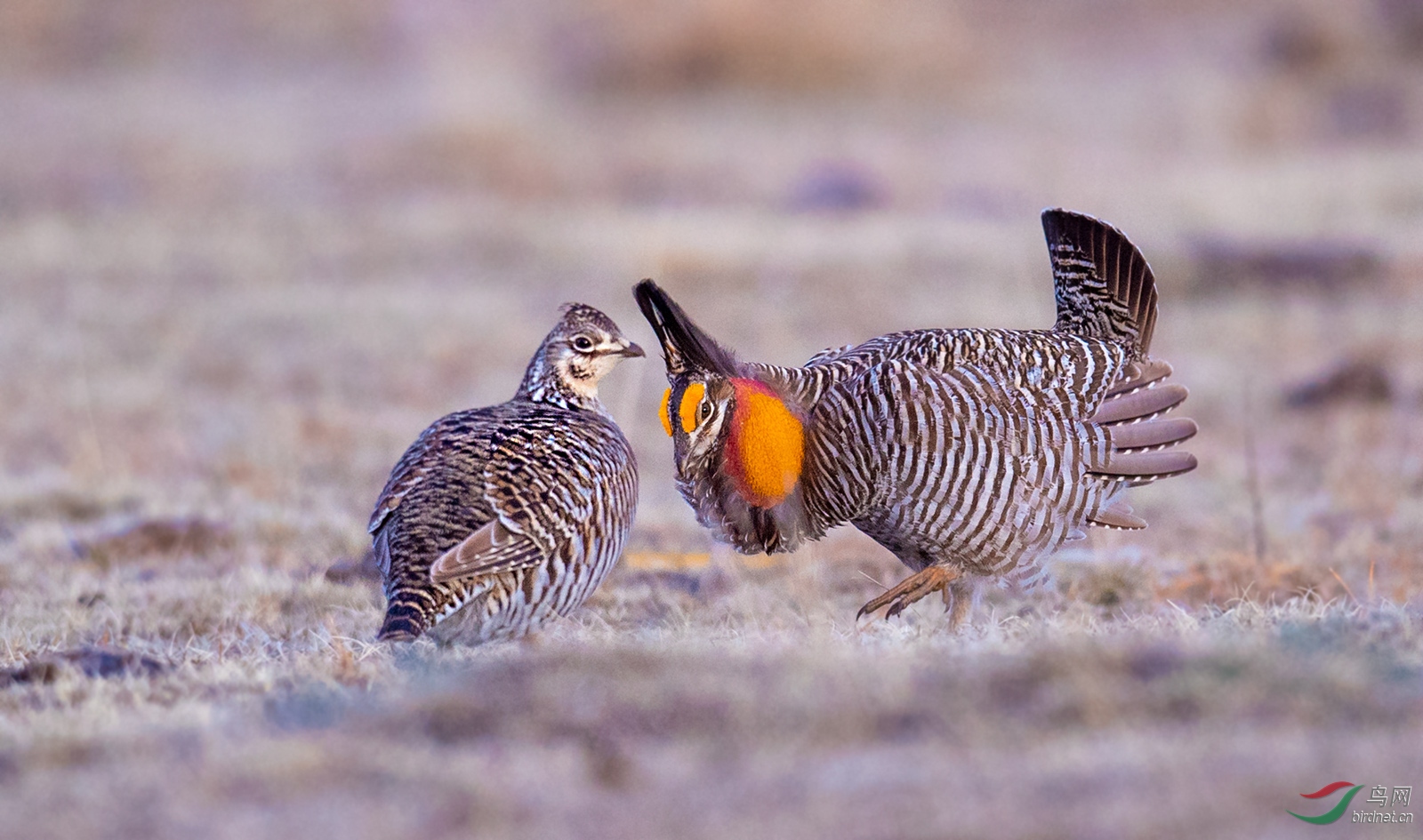 求爱草原松鸡恭贺老师作品荣获每日佳作