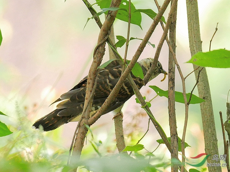 P5200053 - ����.JPG