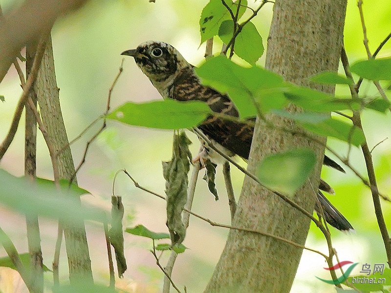 P5200147 - ����.JPG