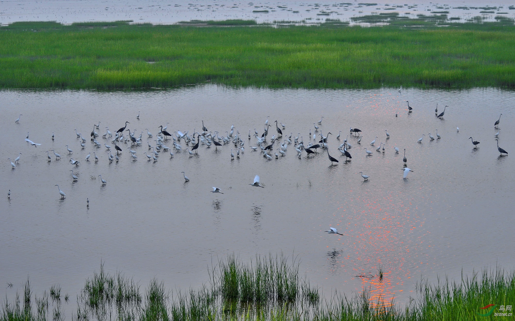 莱州湾海滨湿地
