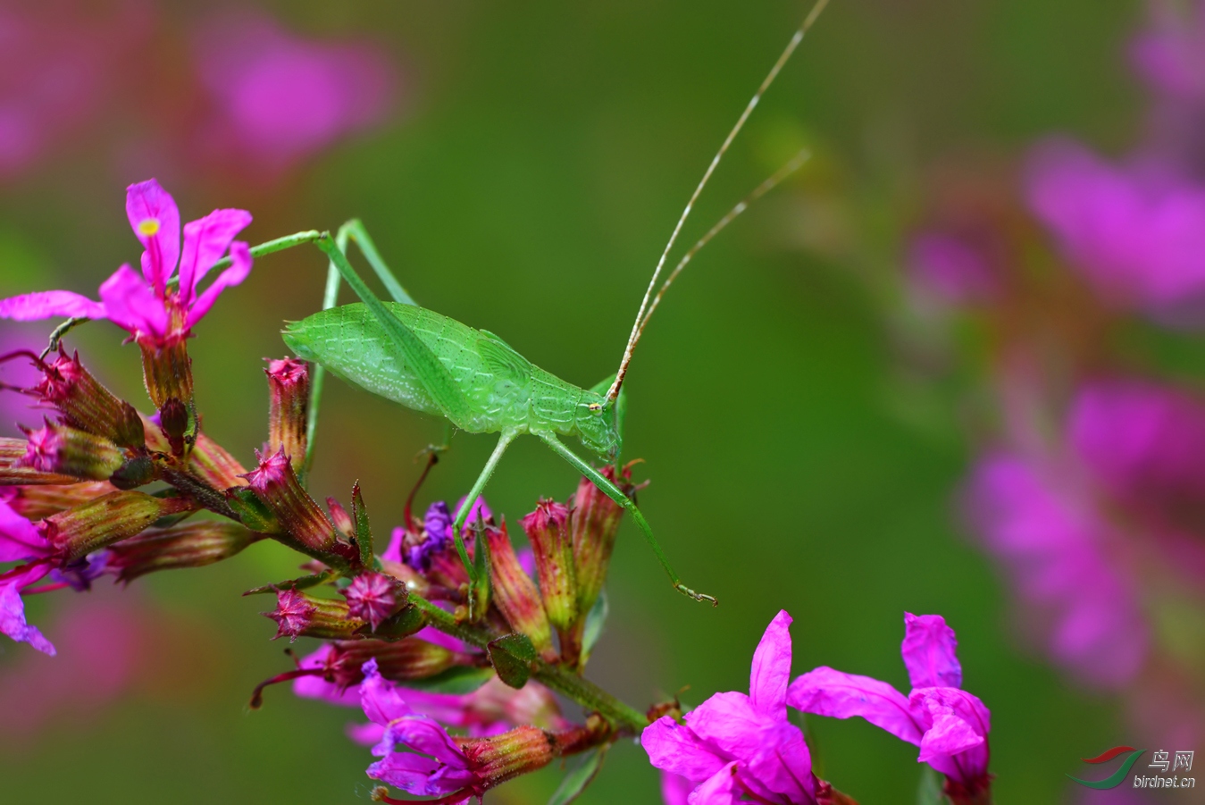DSC_9450.JPG