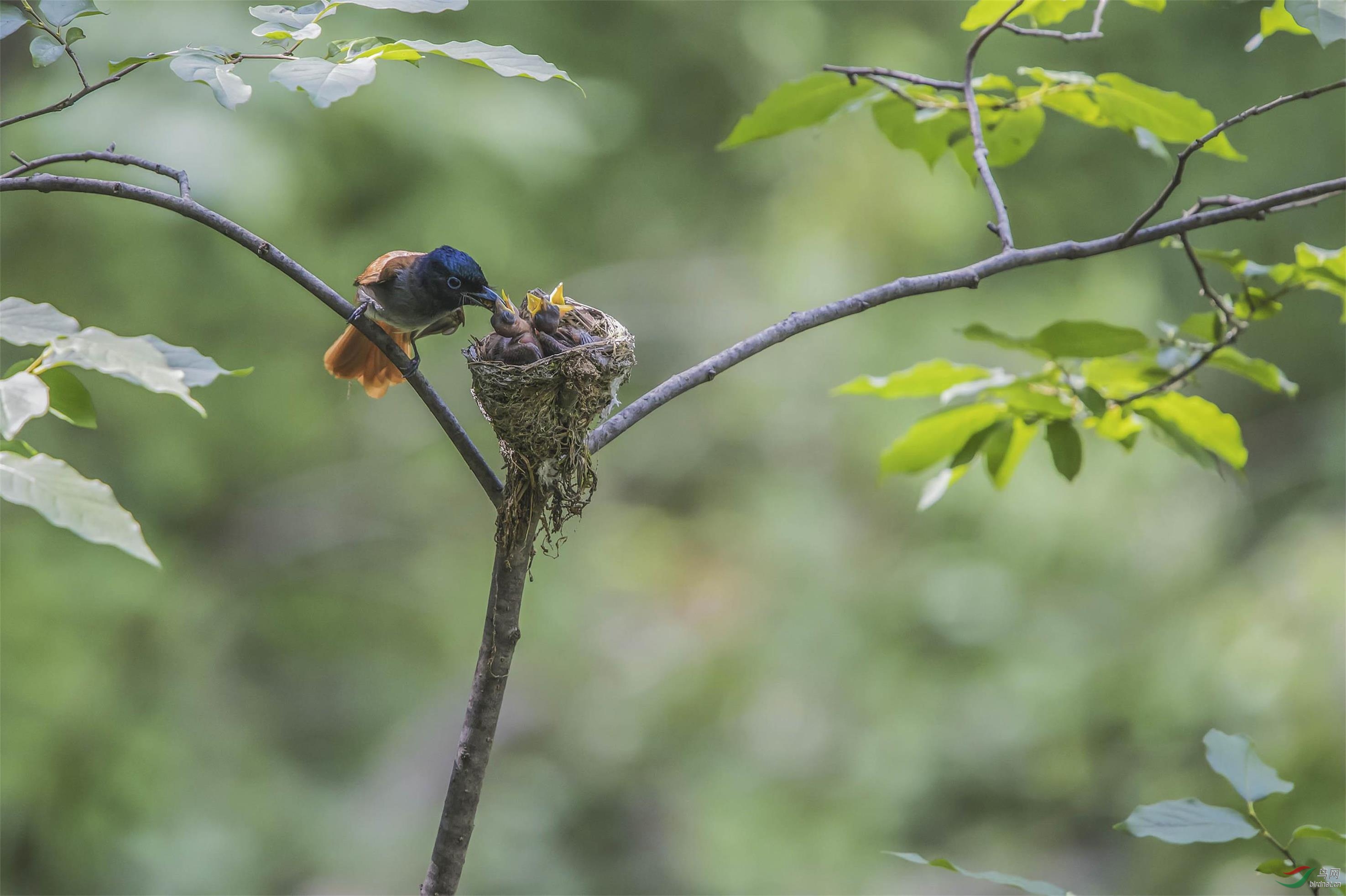 DSC_0085 - ����.jpg