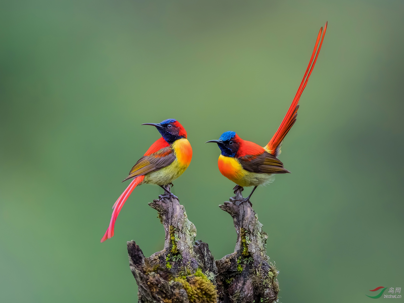 ��β̫����