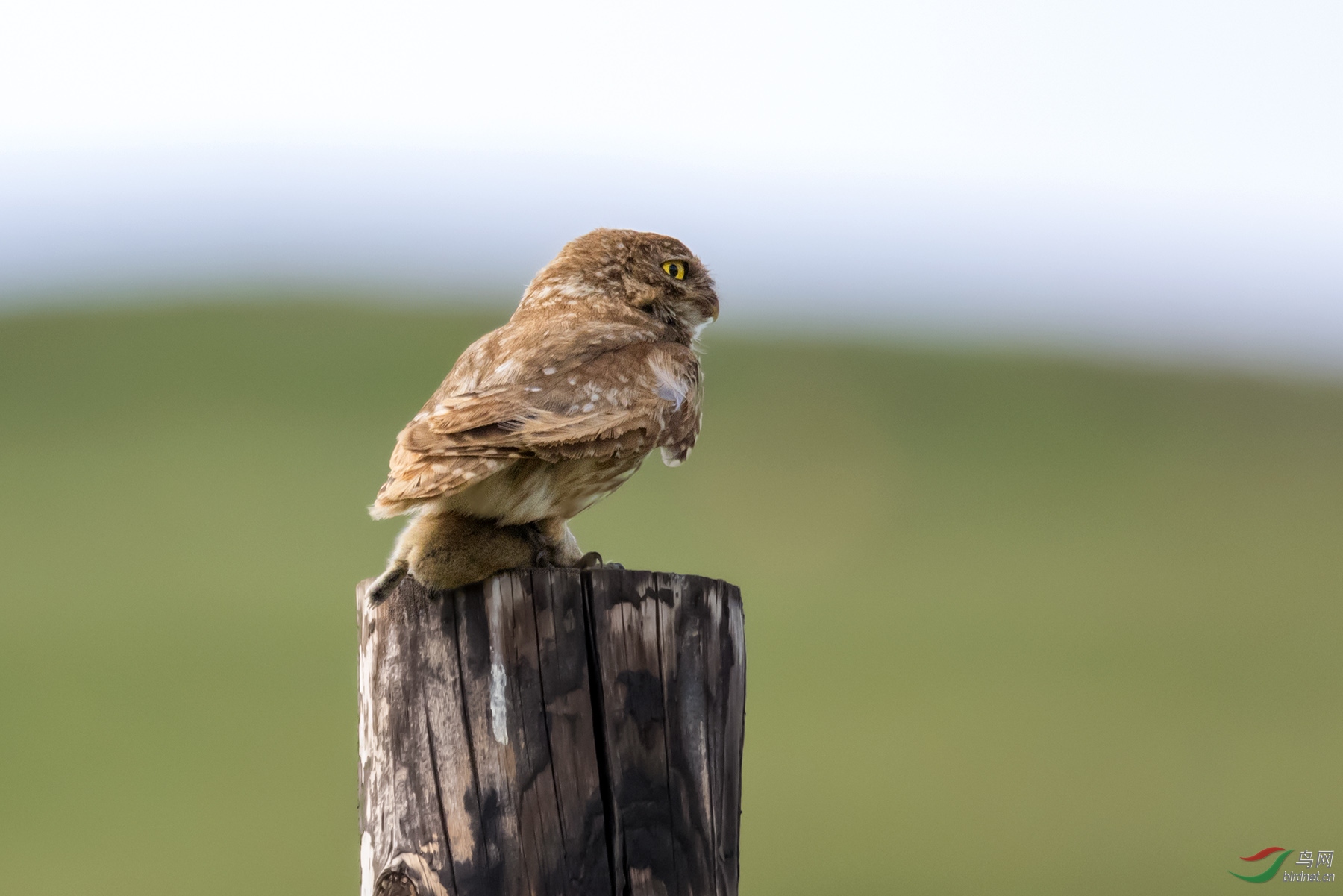 DSC_6642.jpg