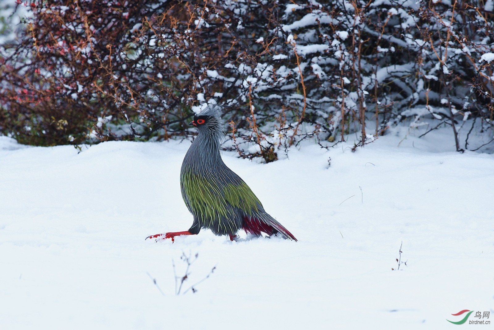 雪雉