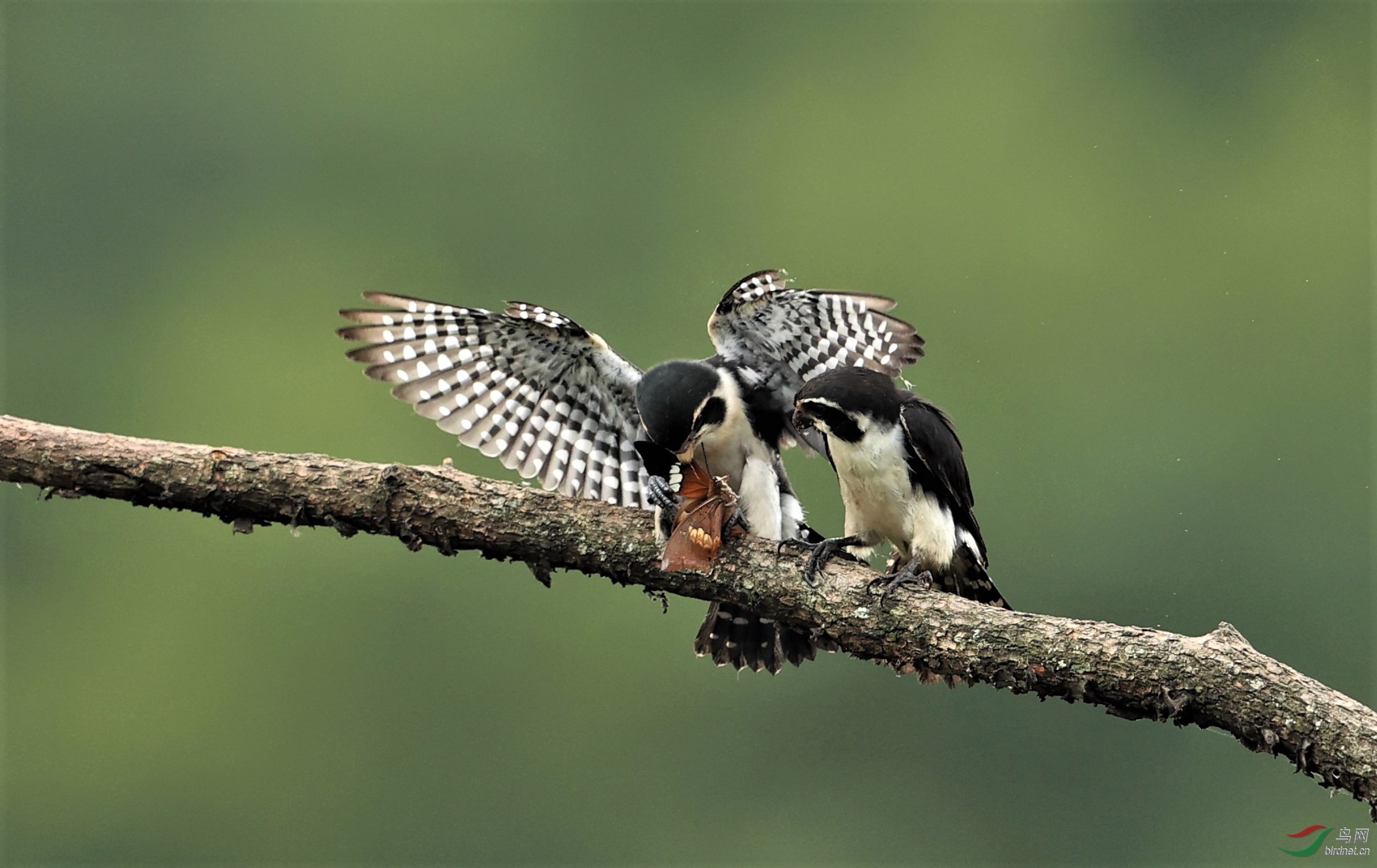 ����С��-������ I9618.jpg