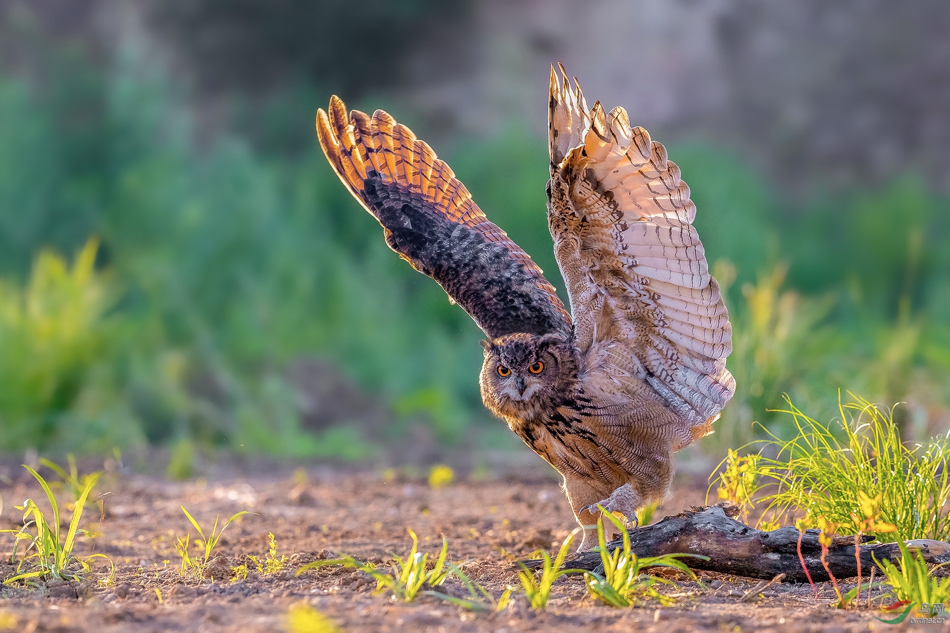 雕鸮励羽翼双眸探猎宴