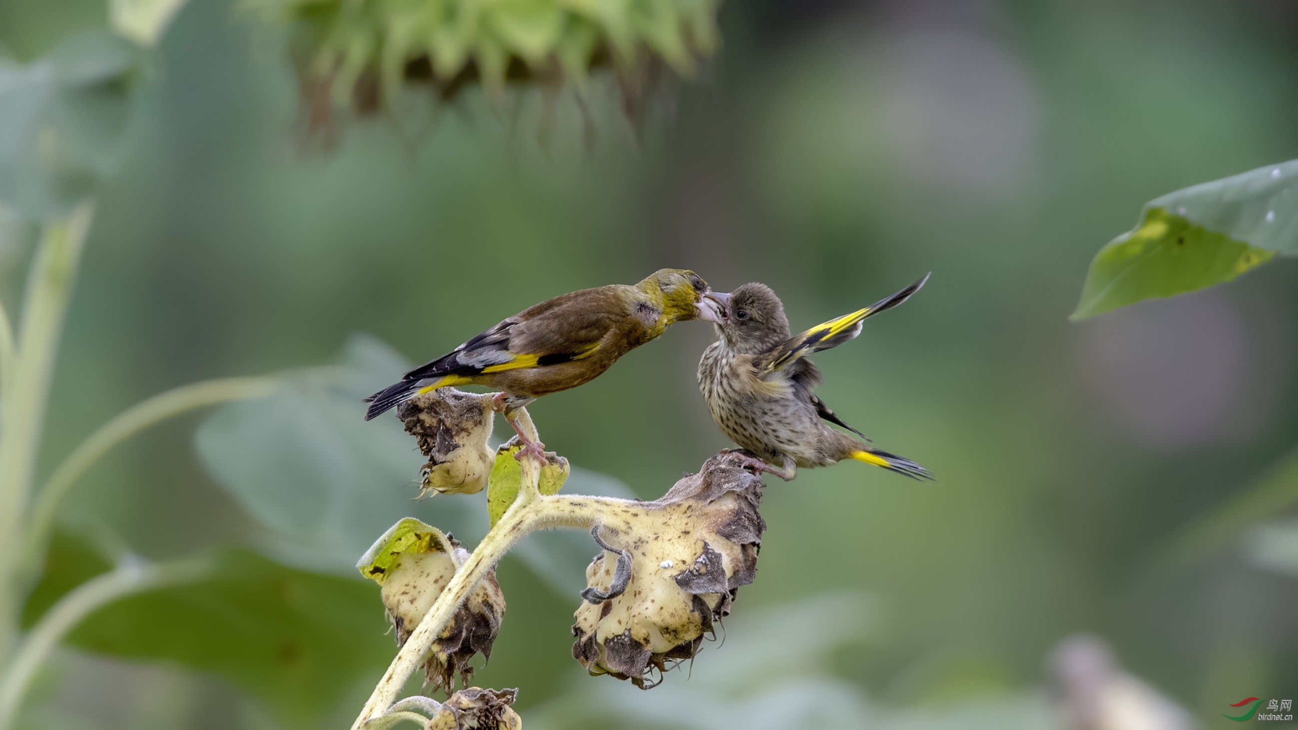 DSC_97671.jpg