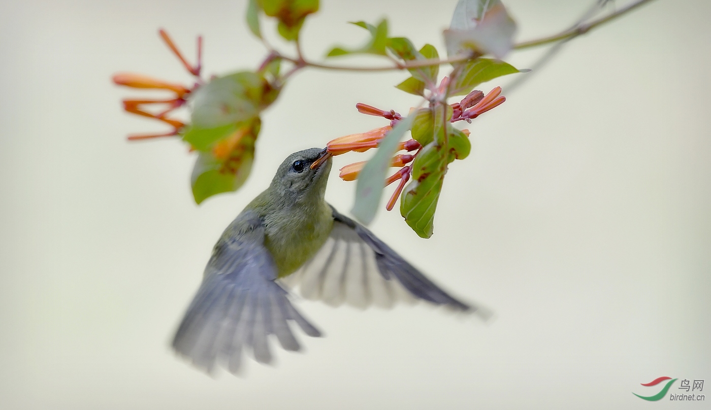 _DSC7943 - ����.JPG