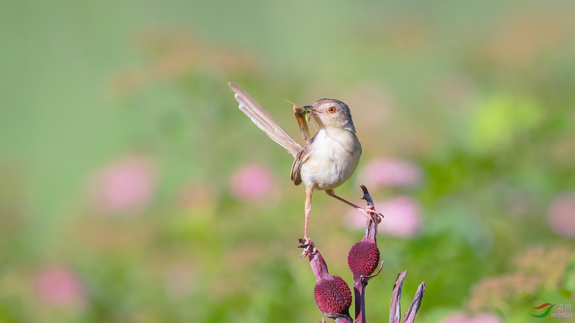 [林鸟] 鹪莺------威武 (贺获鸟类精华)