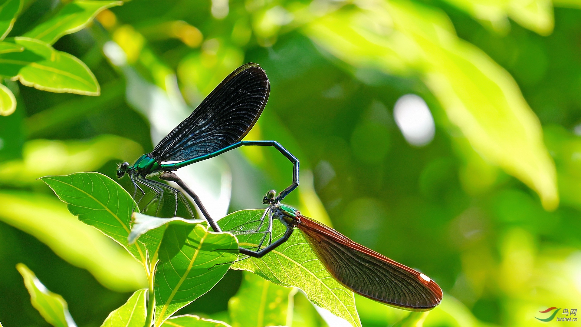 爱的季节白痣珈蟌