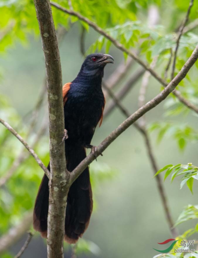 褐翅鸦鹃 厚积薄发