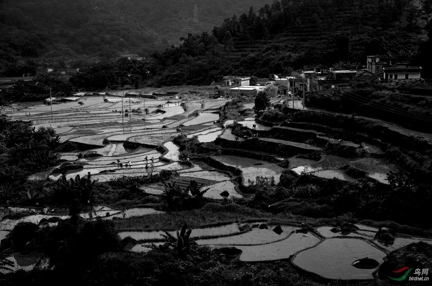 七月下旬正是晚造插秧时节!-祝贺老师佳作荣获黑白影像首页精华!