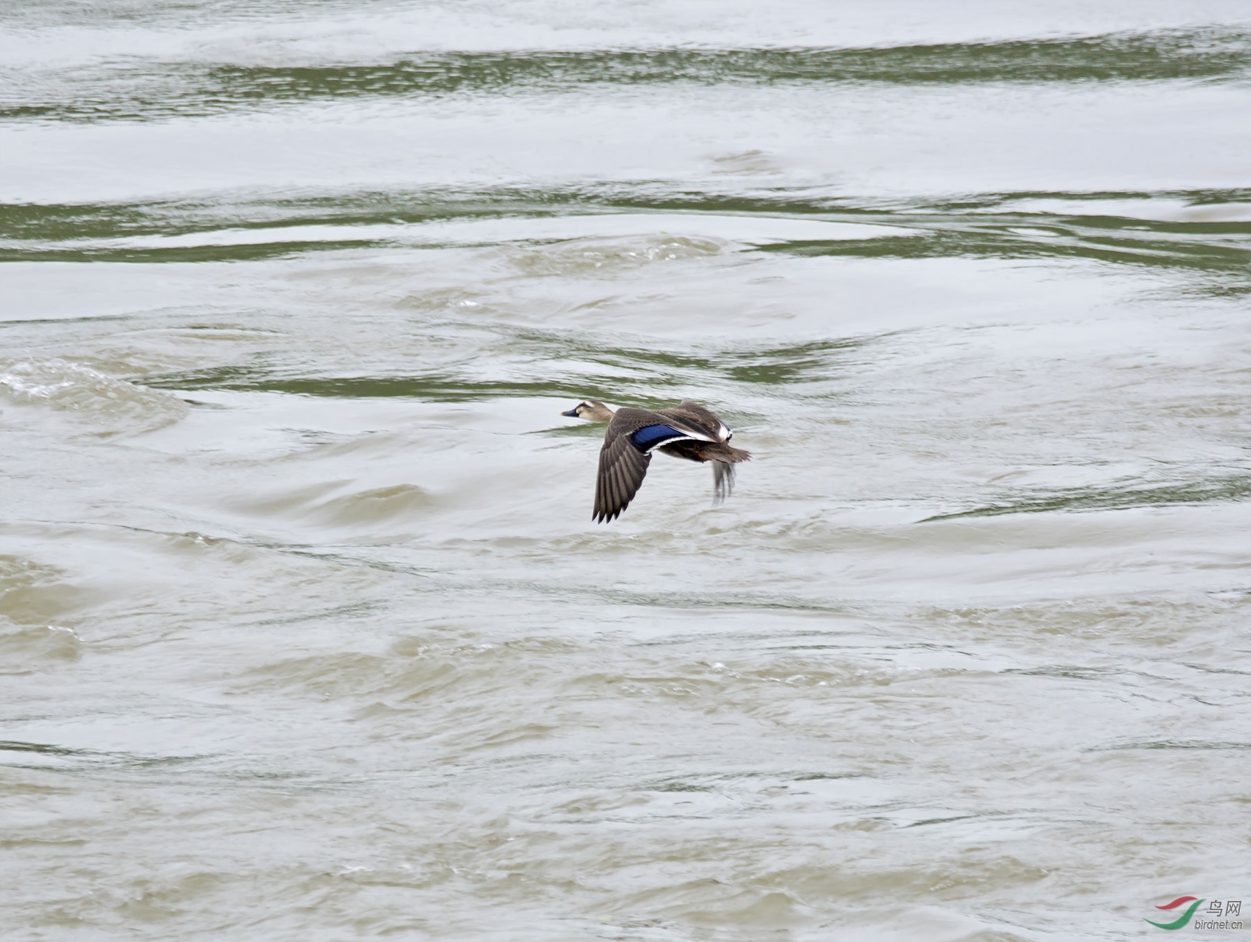 DSC_1215.jpg