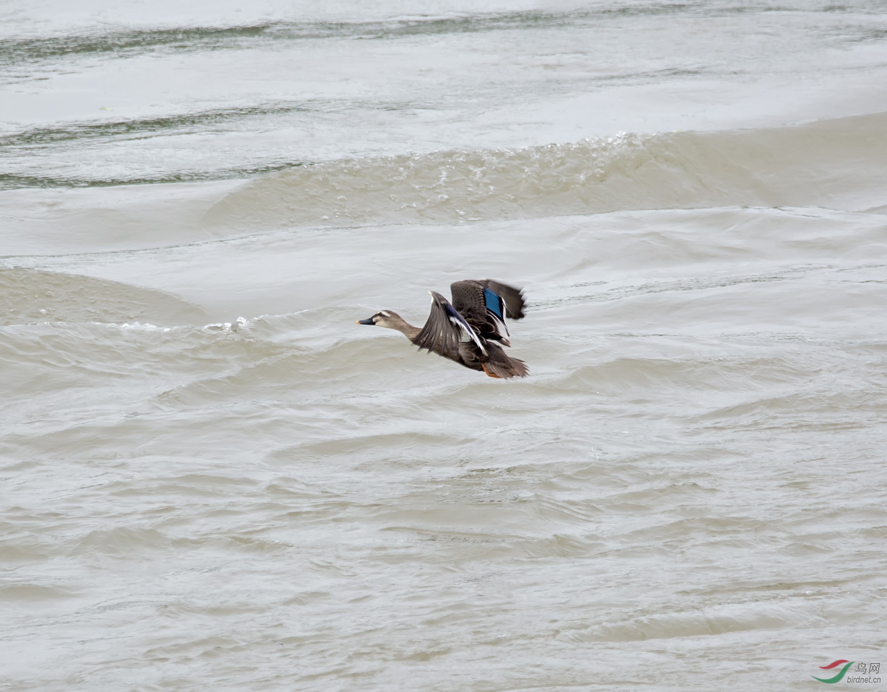 DSC_1210.jpg