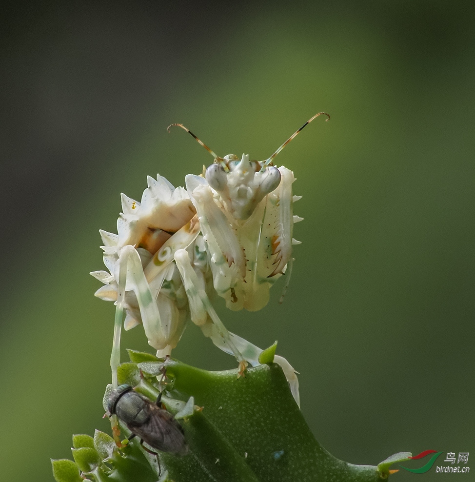 �Ҳ���ץ��