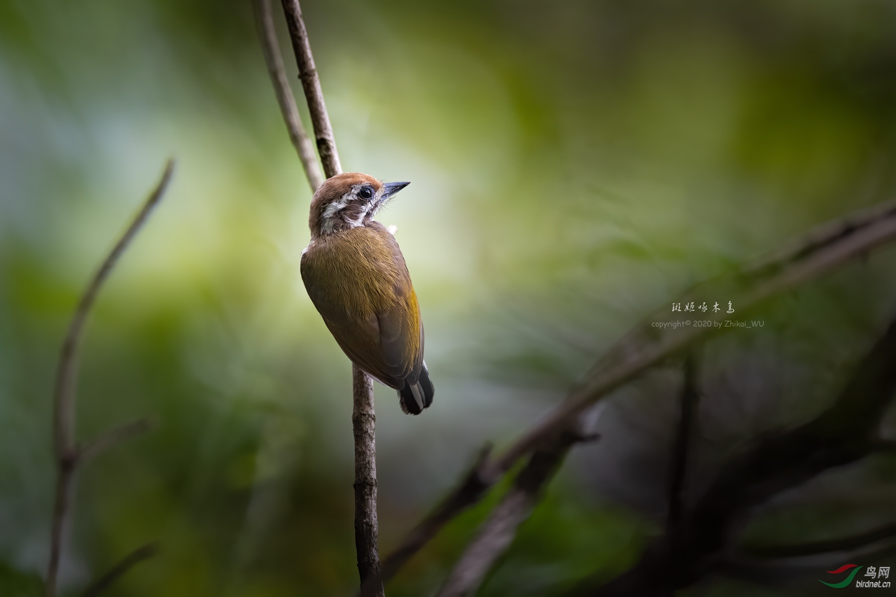 2020-07-29 6322 �߼���ľ�� ����_����.jpg