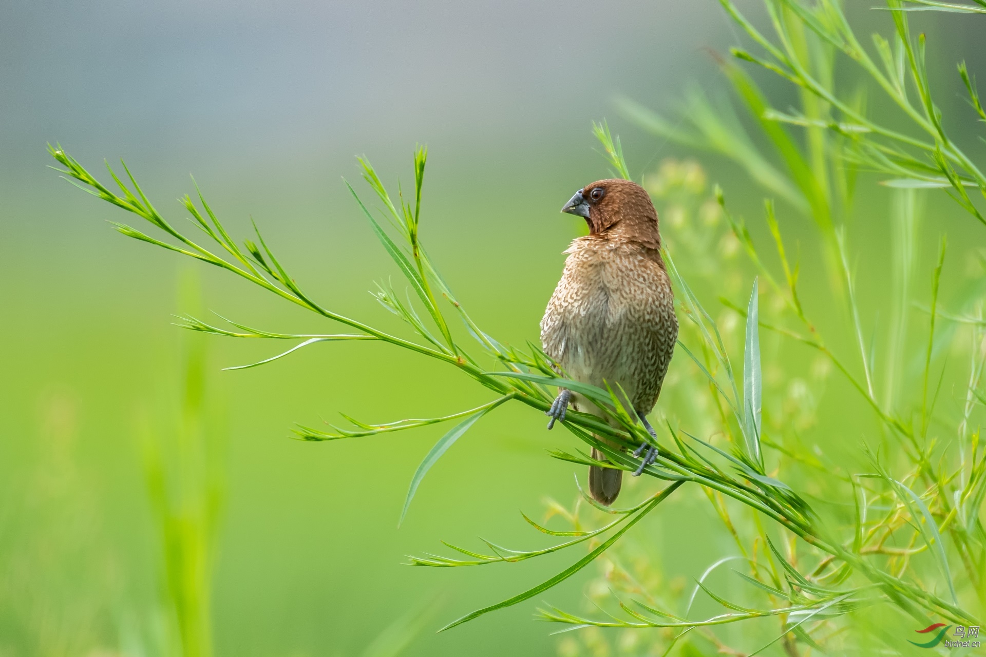 JJY_5191.jpg