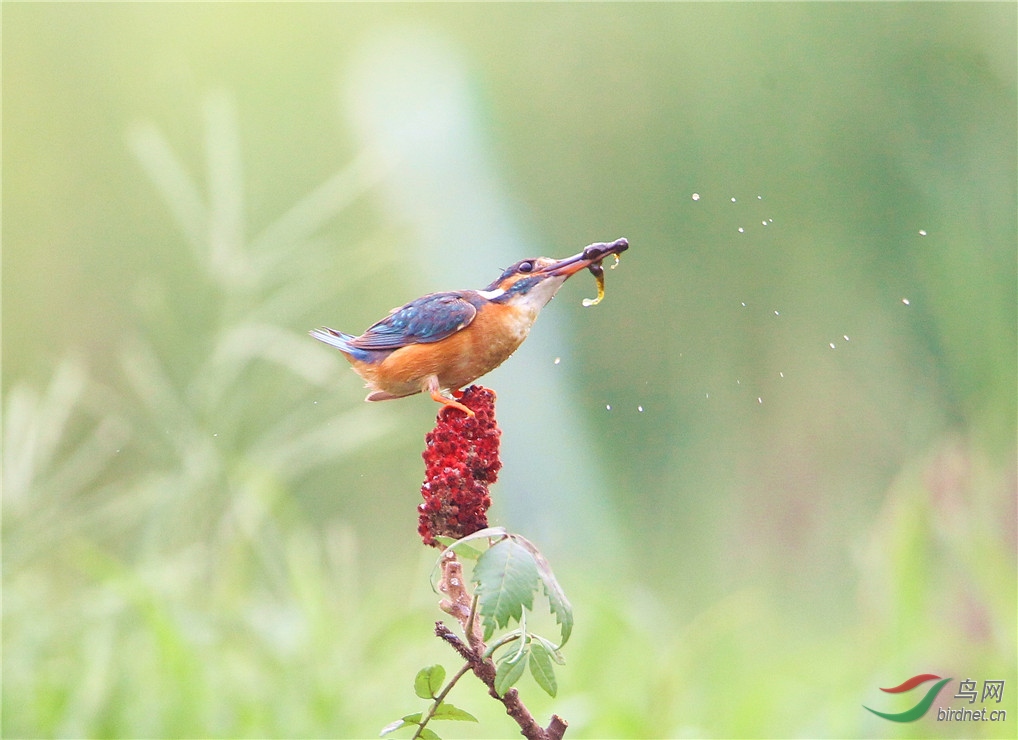 渭柳湿地公园 天女散花 之 小翠版