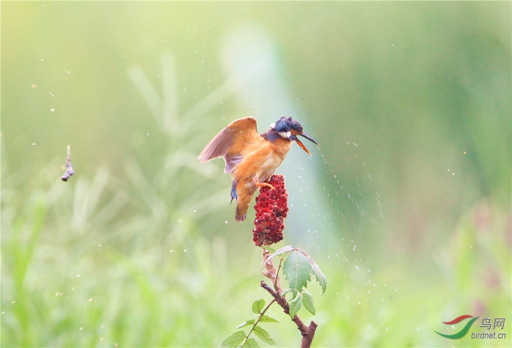 渭柳湿地公园 天女散花 之 小翠版