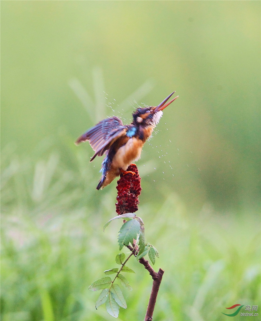 渭柳湿地公园 天女散花 之 小翠版
