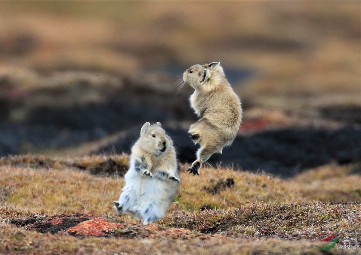 1177889055iAK0I1752222 (2).JPG