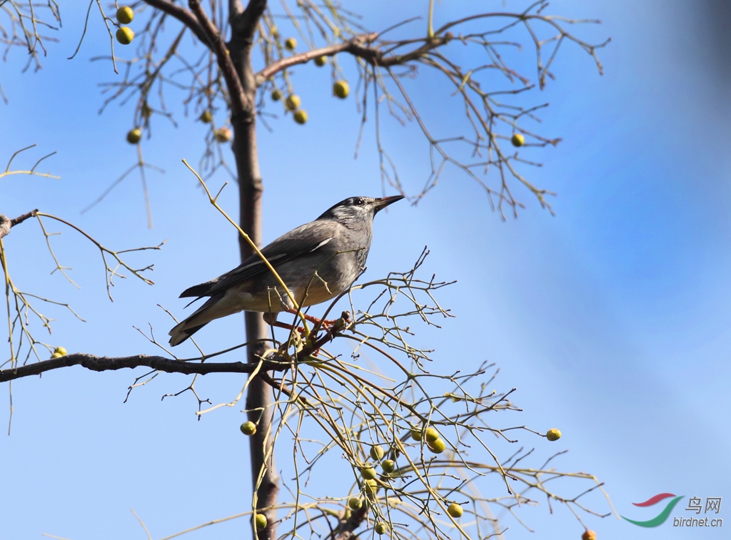 树上的灰椋鸟