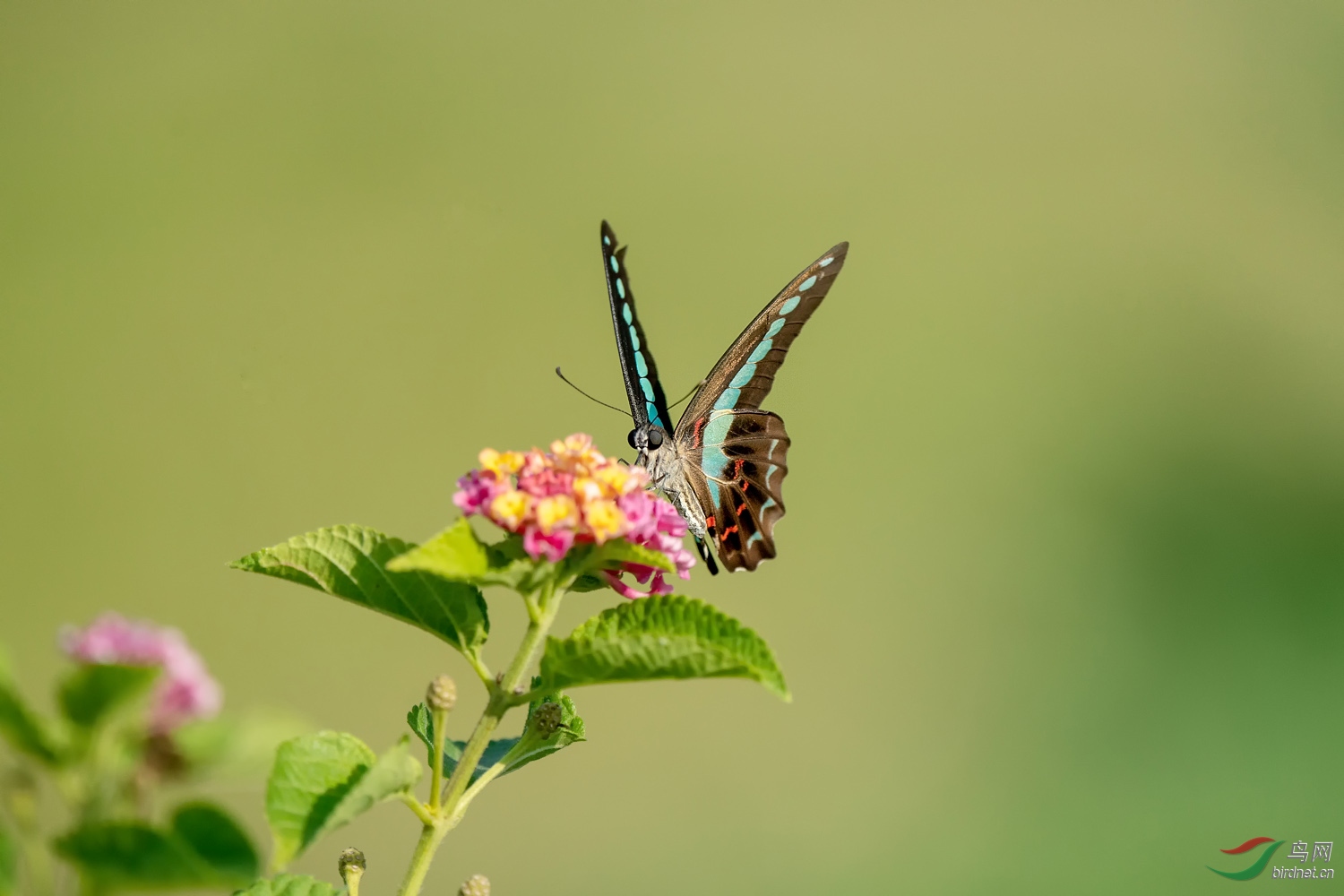 A9D09167a.jpg
