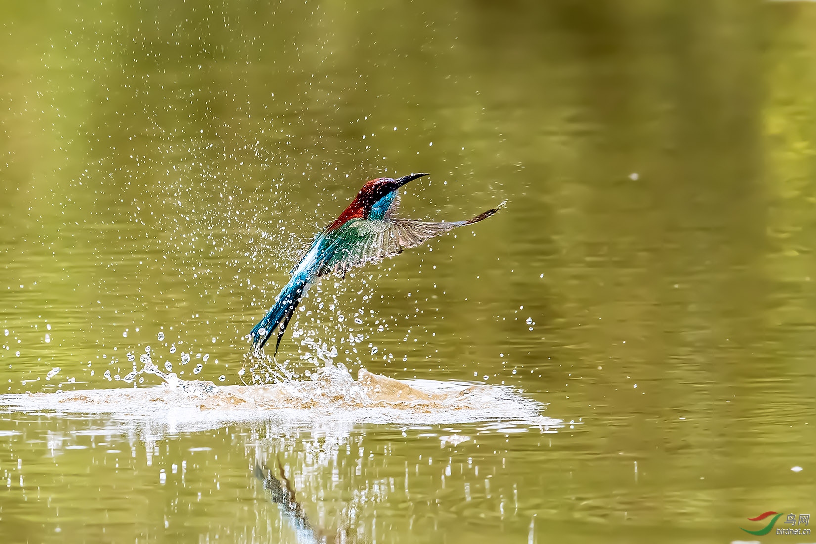 DSC_3529-a.jpg