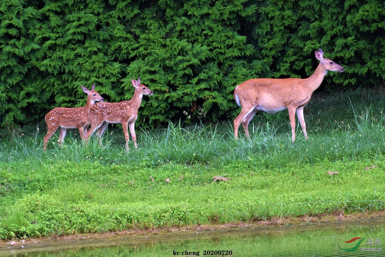 DSC_0143-��¹ͼ-1300-KC.jpg