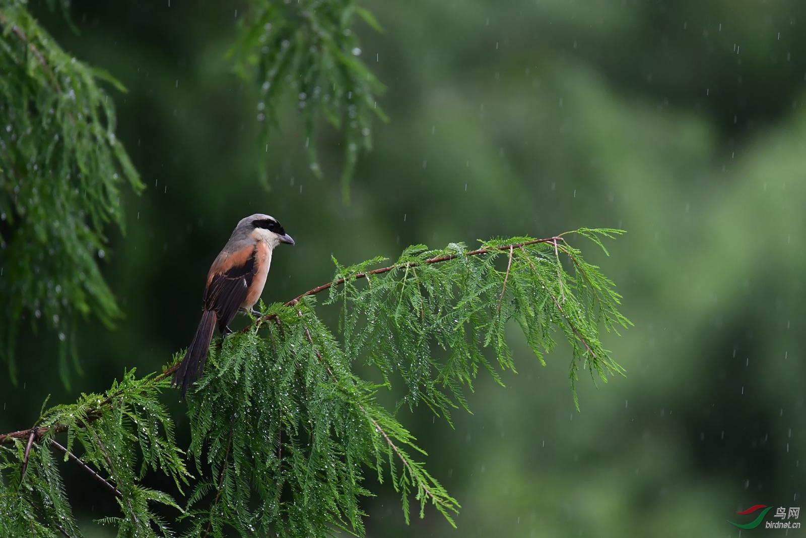 雨中伯劳