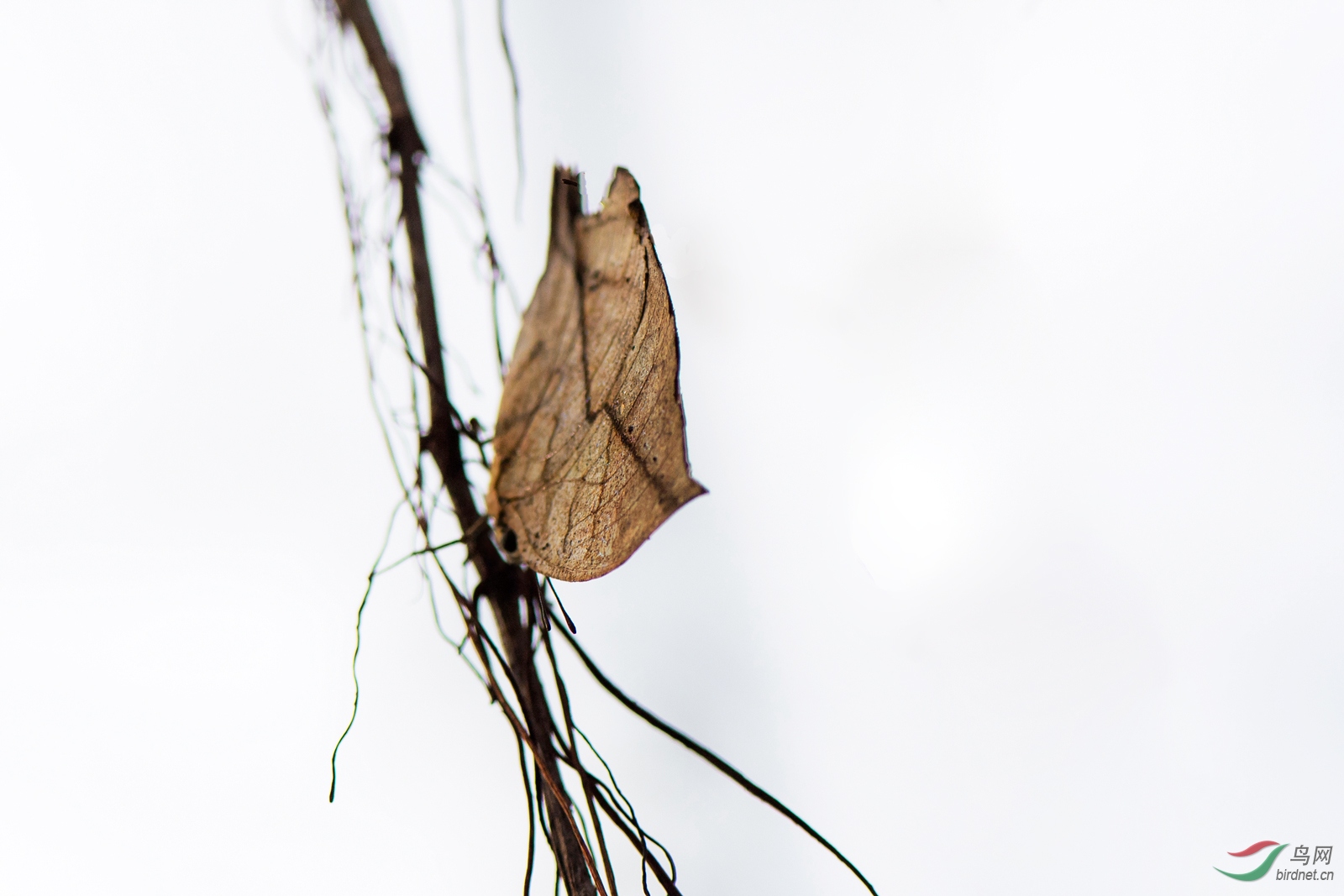 _DSC2963-W.jpg