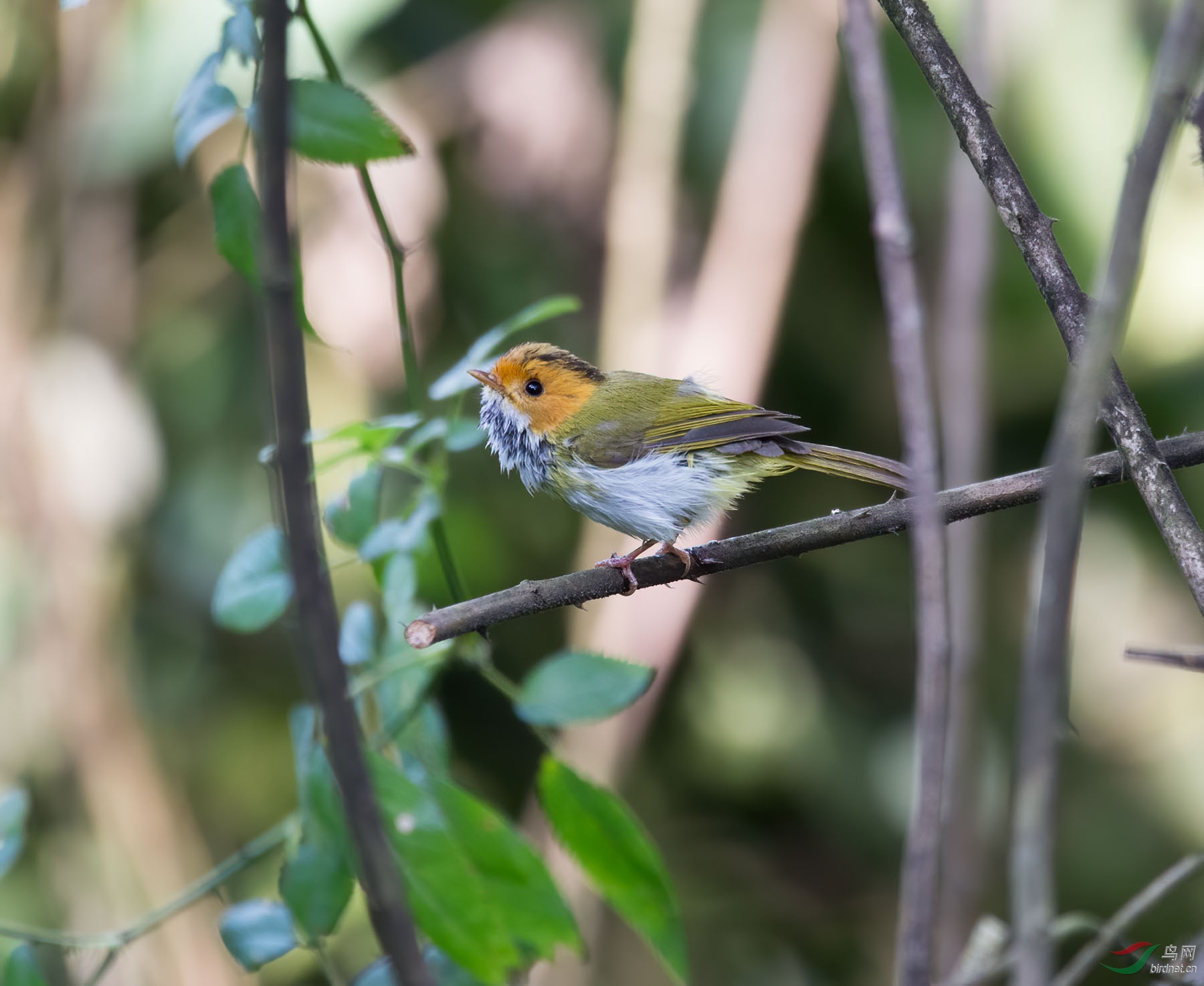 DSC_4863-denoise-denoise.jpg