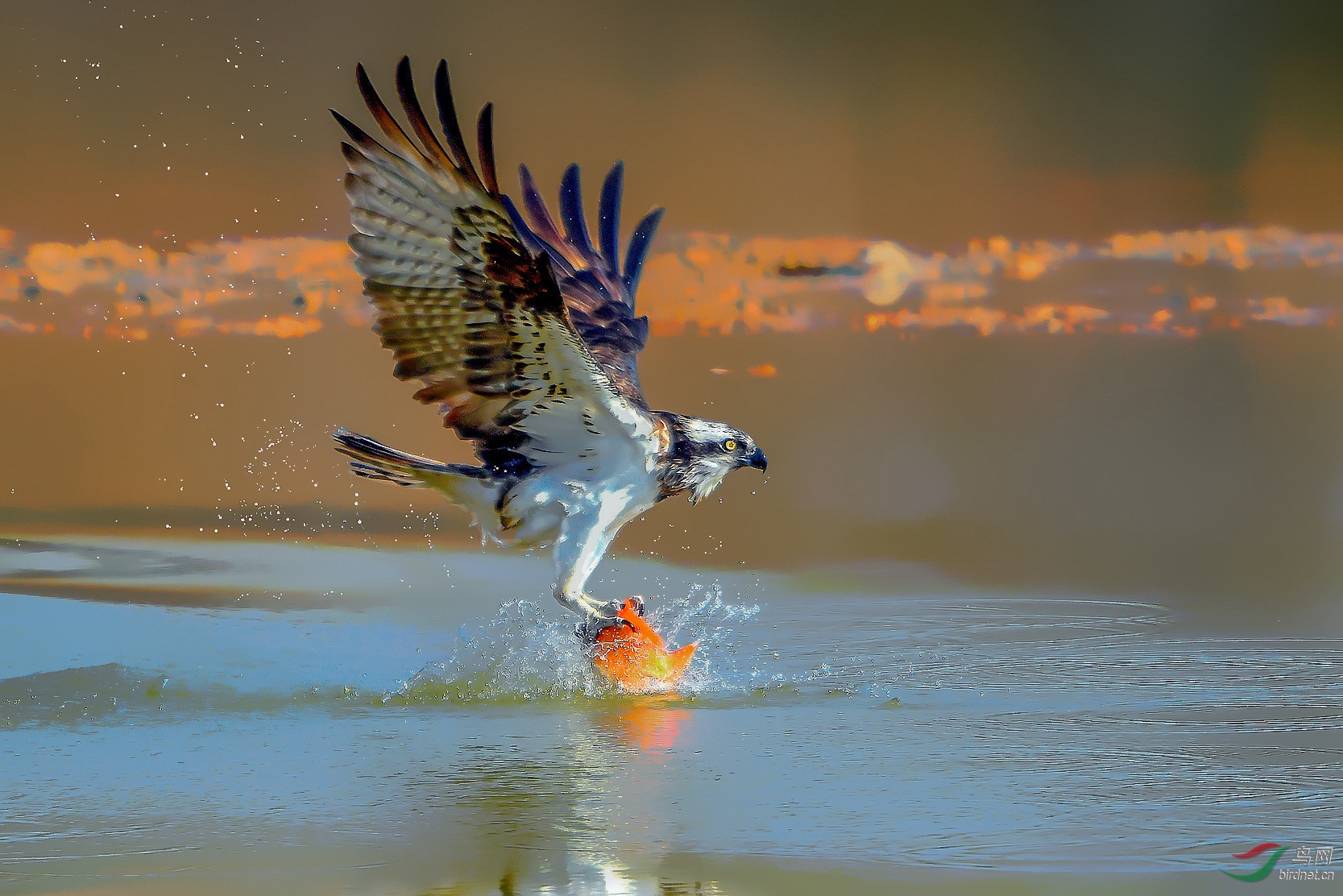 DSC_8251_����_����_����_����_���� (2)_����.jpg