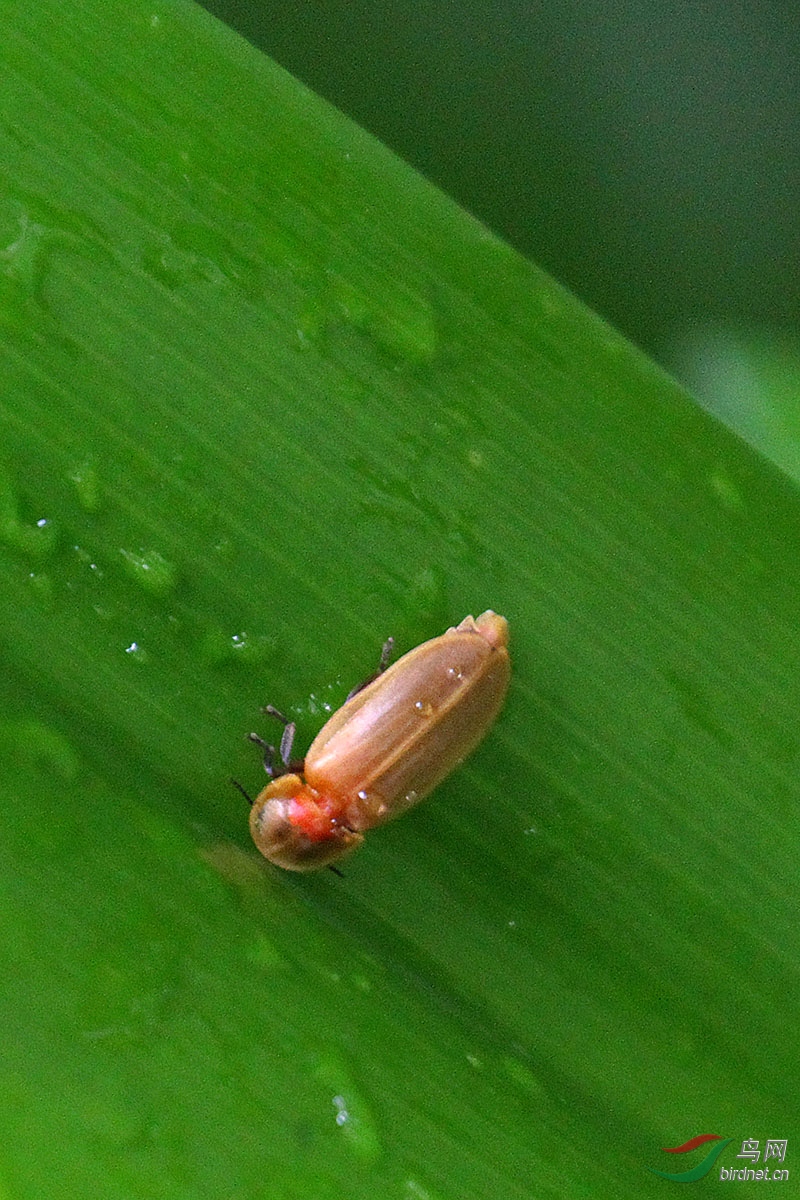 白天拍萤火虫分享