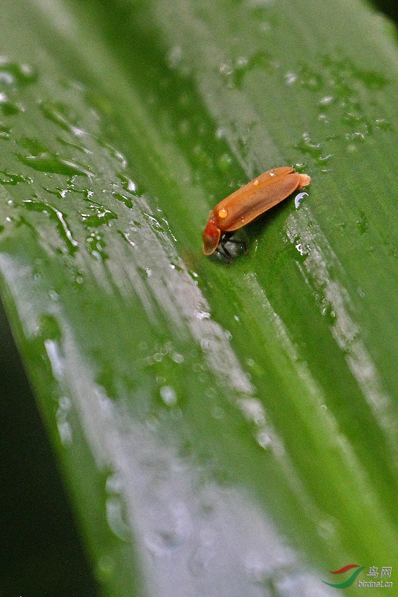 白天拍萤火虫分享