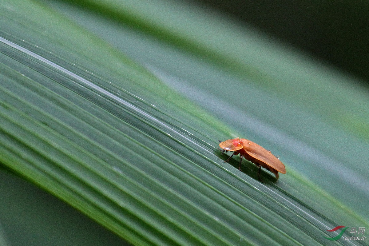 白天拍萤火虫分享