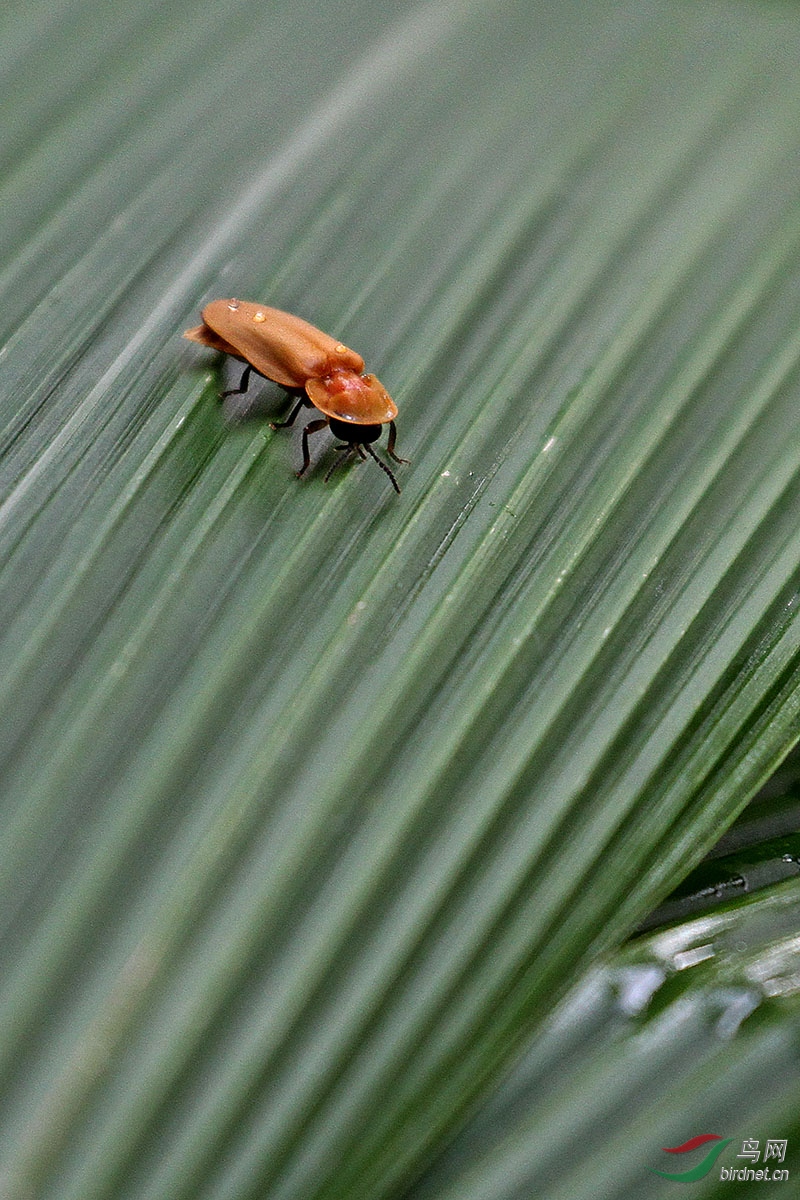 白天拍萤火虫分享