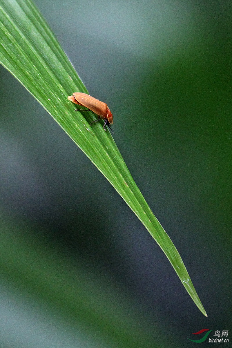白天拍萤火虫分享