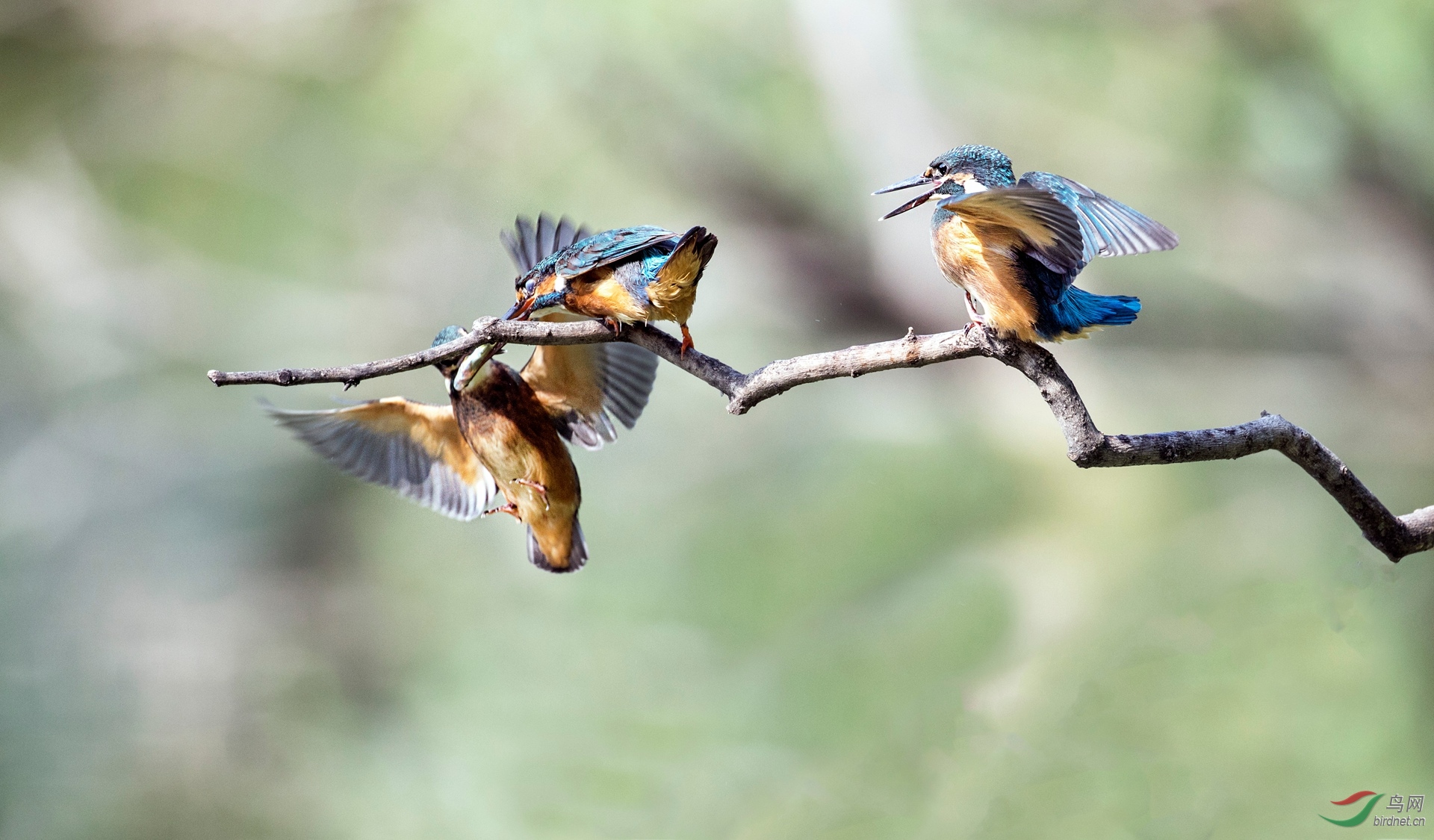 CI5A8847 - ����.jpg