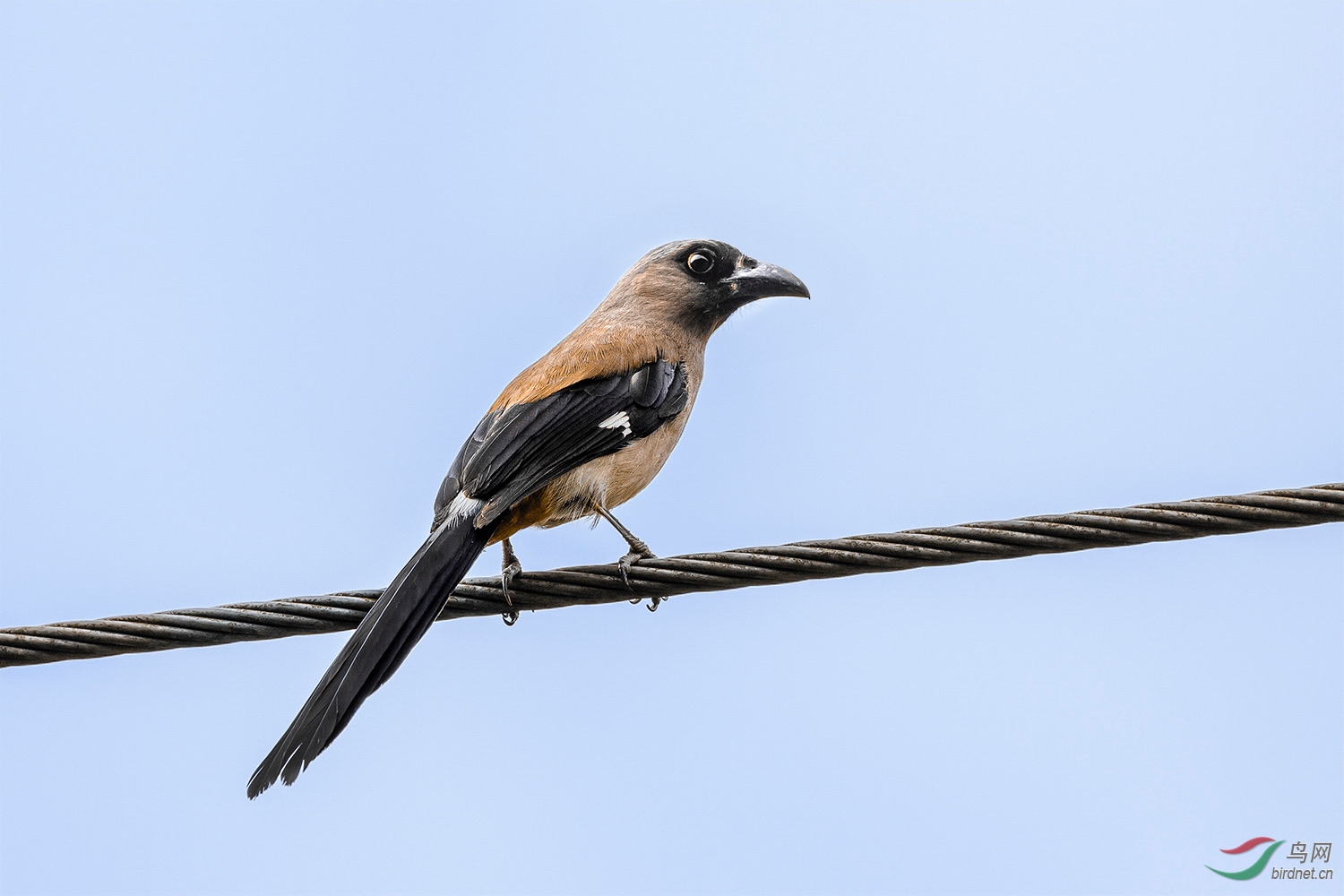 粗嘴凸眼一一灰树鹊
