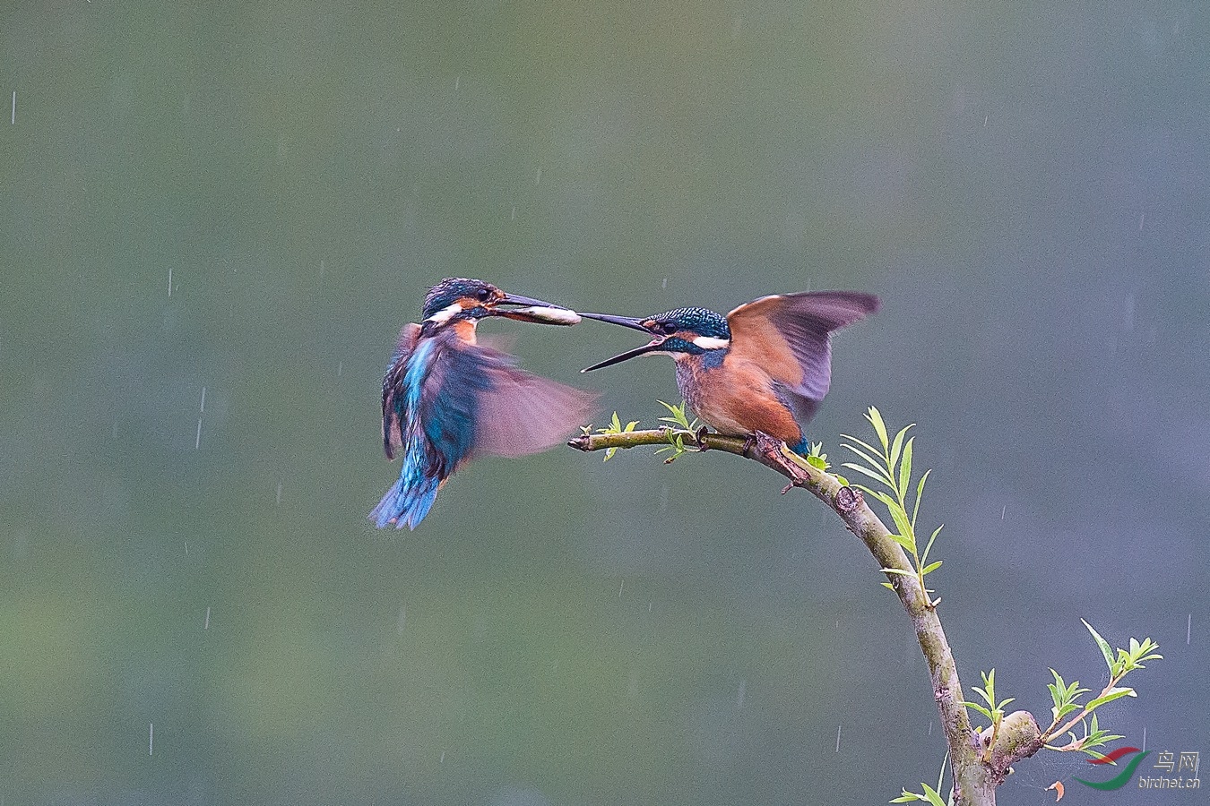 XCG_9857 - ����.jpg