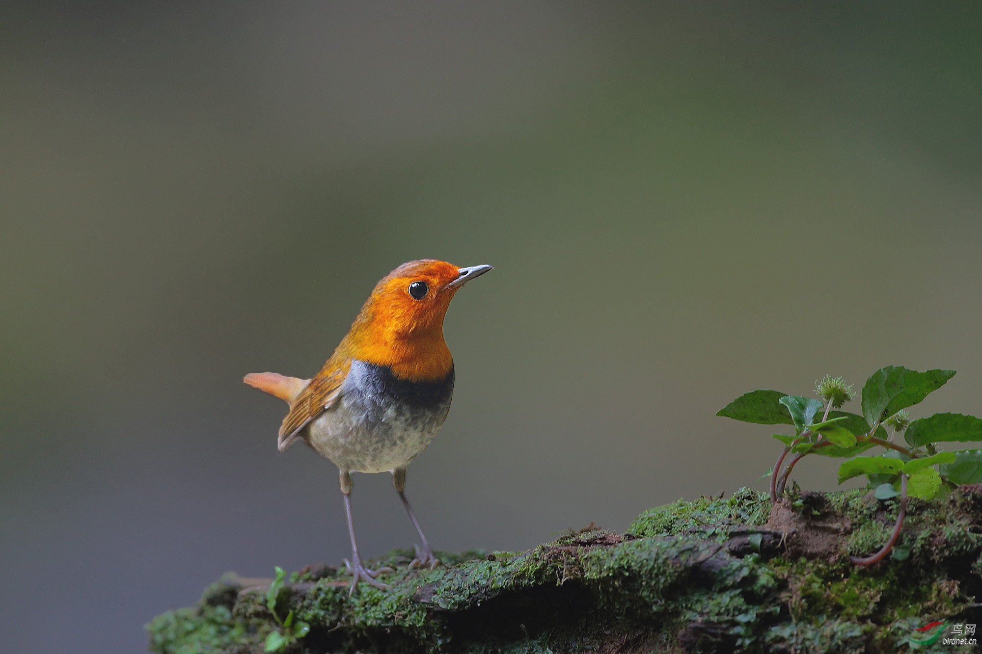 周日愉快!-日本歌鸲