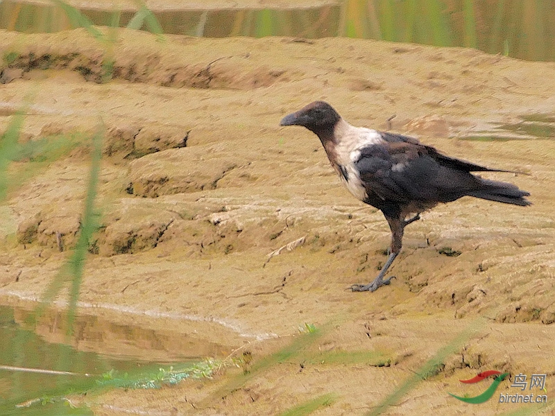 P5220291 - ����.JPG