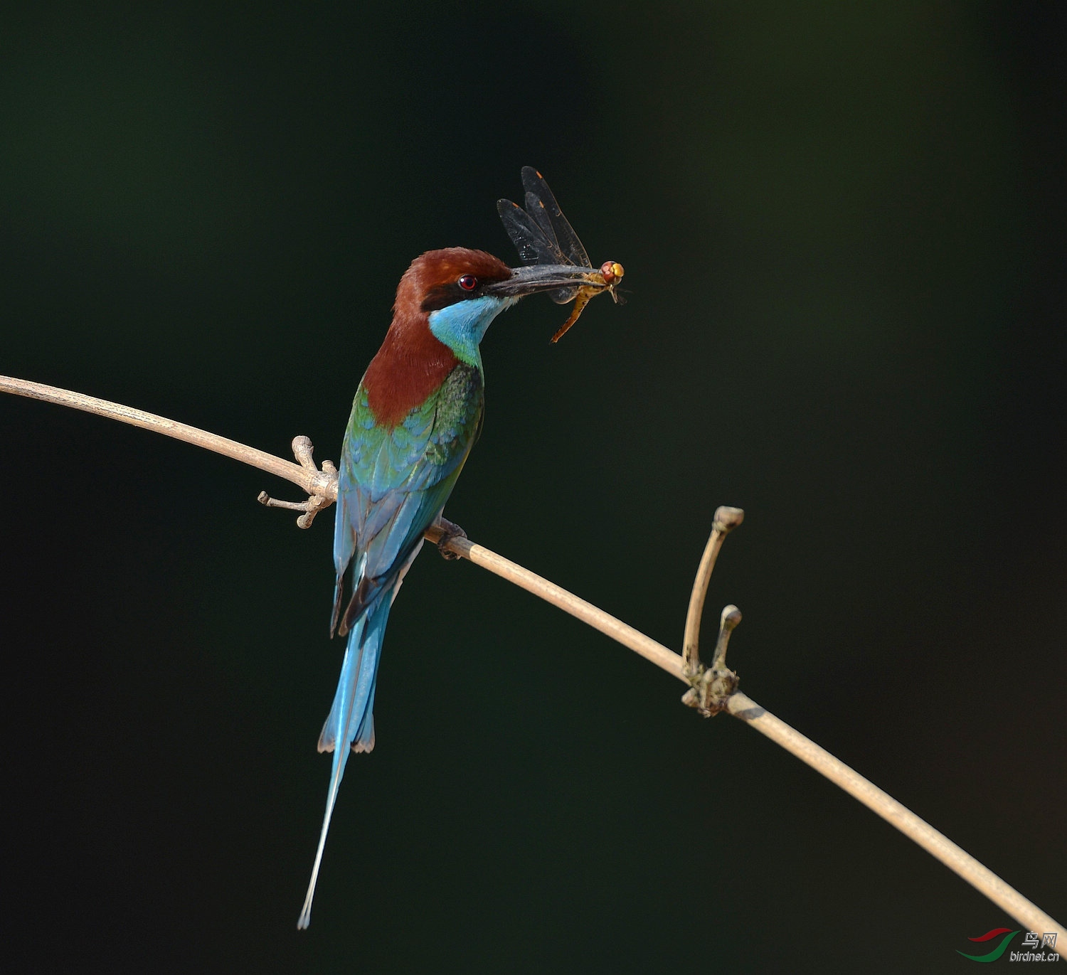 D8I_2585.jpg