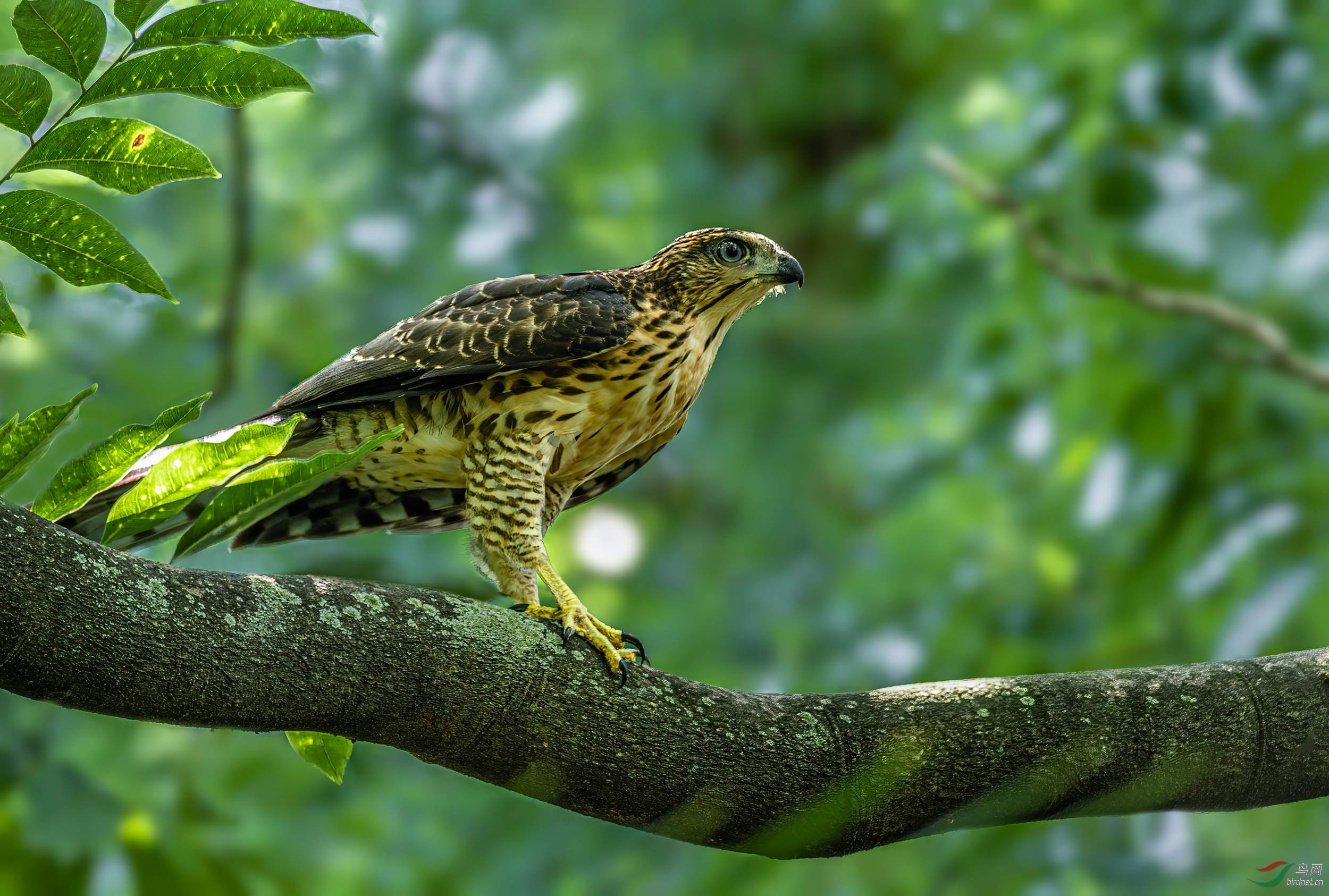 凤头鹰羽末丰心已远