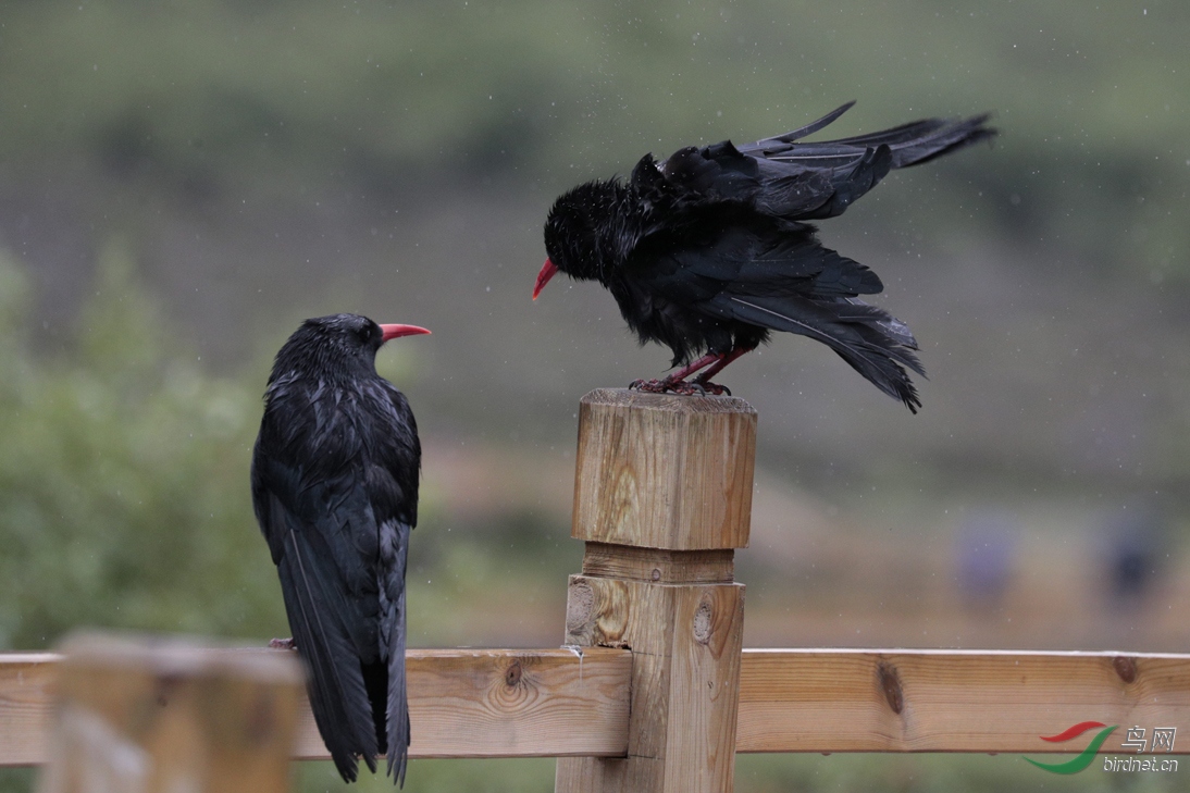 天然浴场-爽(红嘴山鸦)