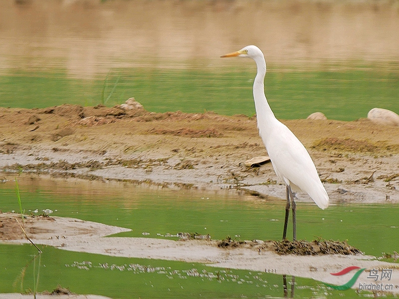 P5260434 - ����.JPG